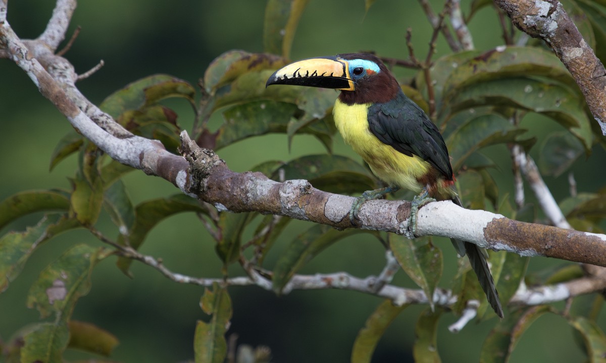 Lettered Aracari - ML617409778