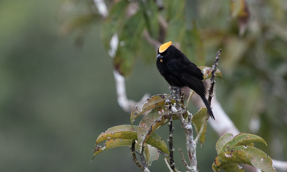 Flame-crested Tanager - ML617409819