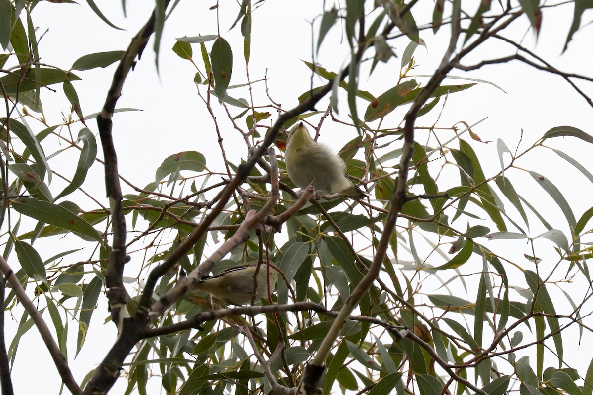 Pardalote Estriado - ML617409835