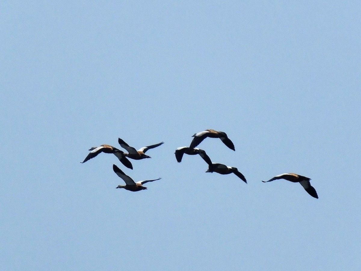 Ruddy Shelduck - ML617409852