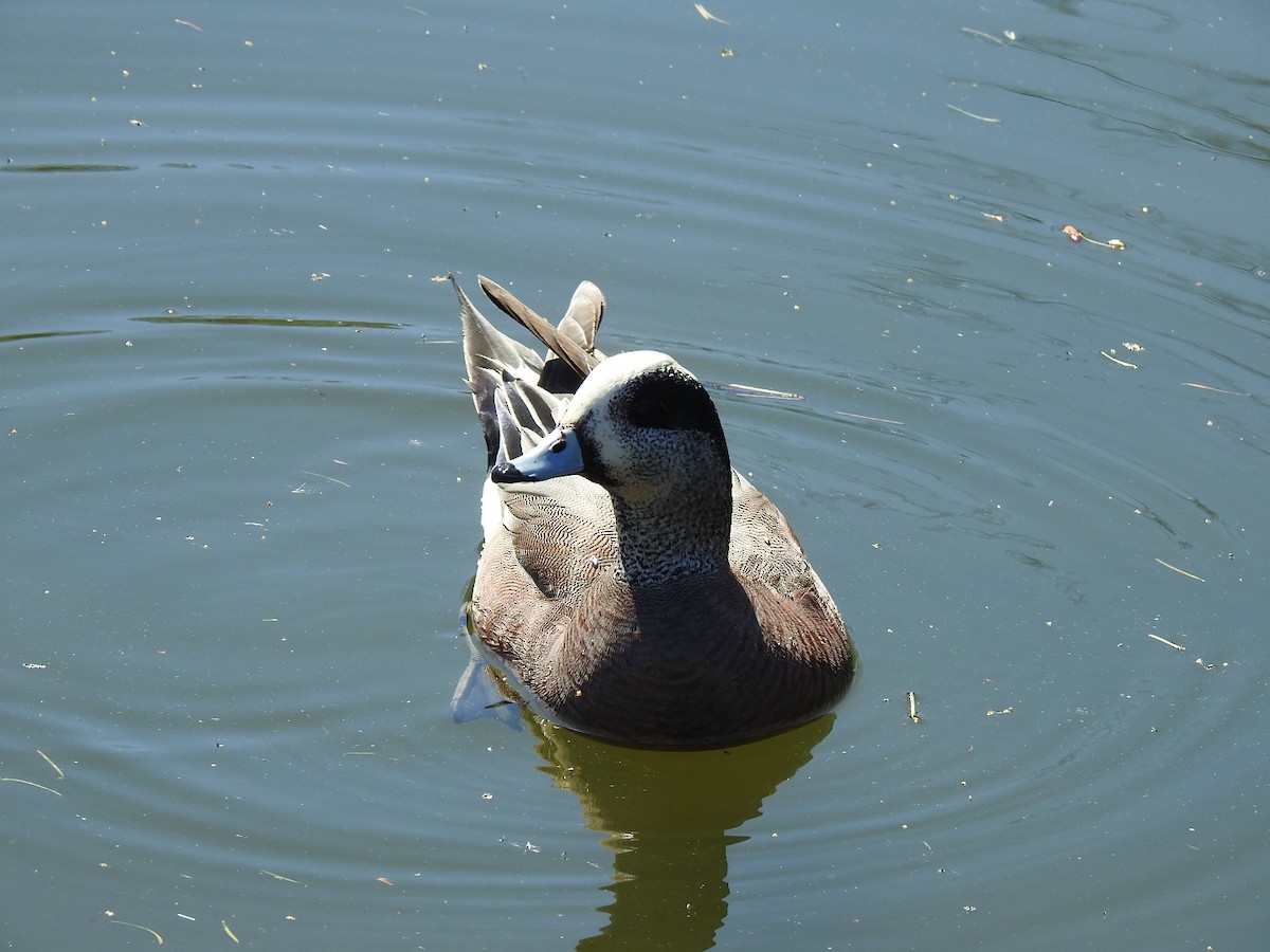 American Wigeon - Germ Germain