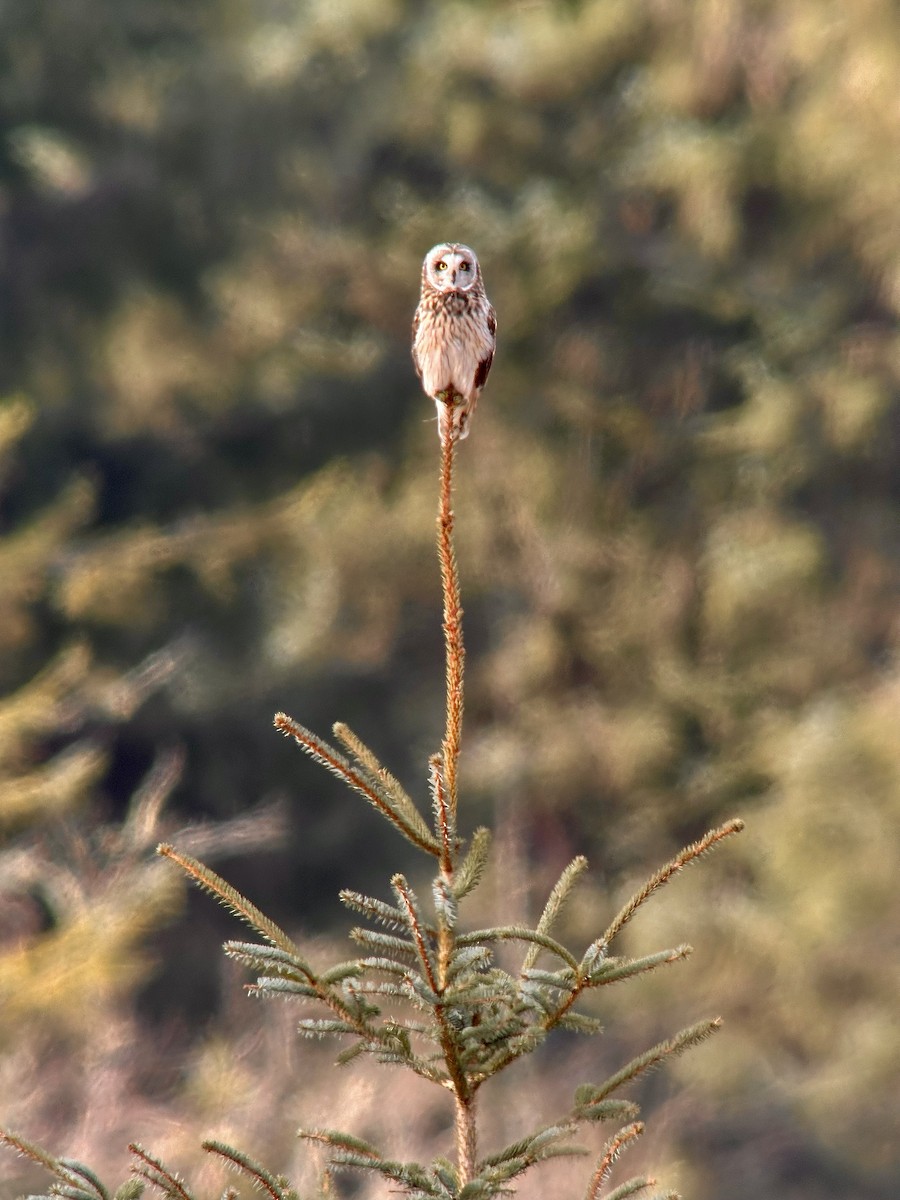 Short-eared Owl - Detlef Buettner
