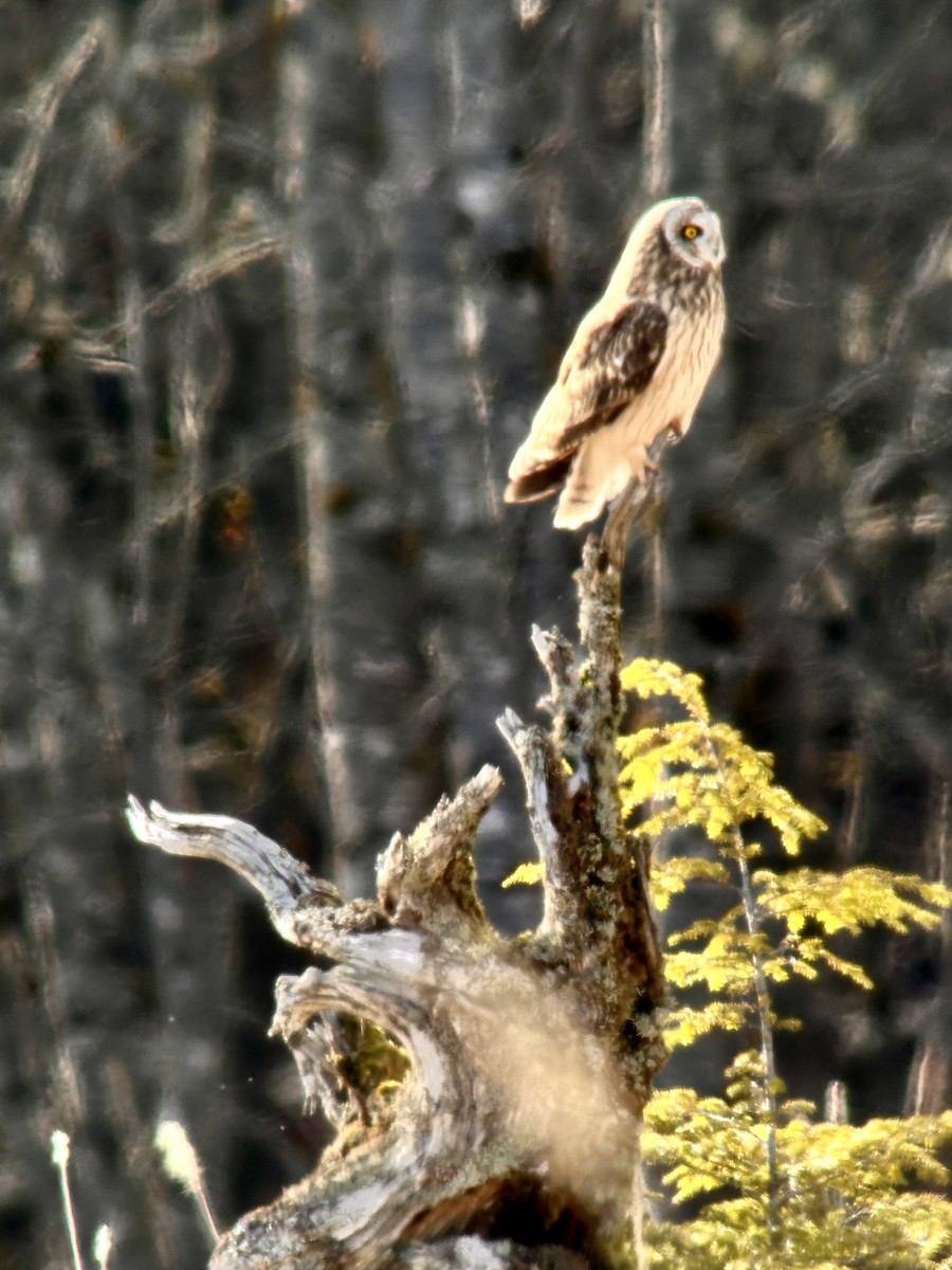 Short-eared Owl - Detlef Buettner