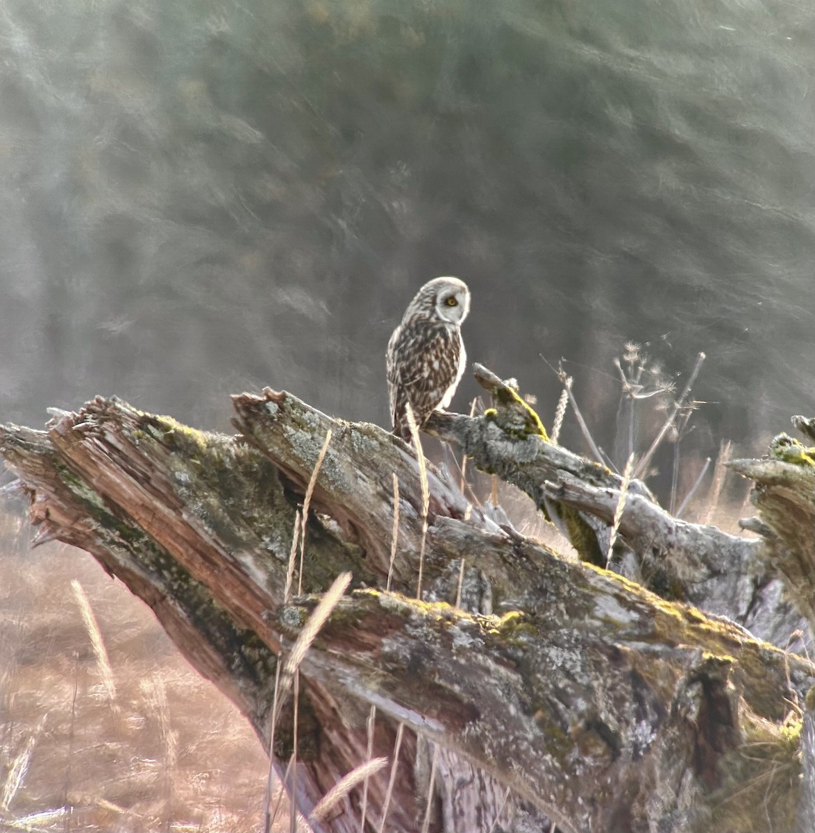 Short-eared Owl - Detlef Buettner