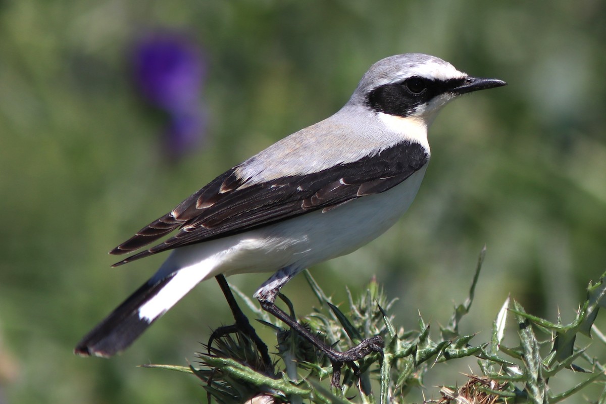 Northern Wheatear - ML617409869