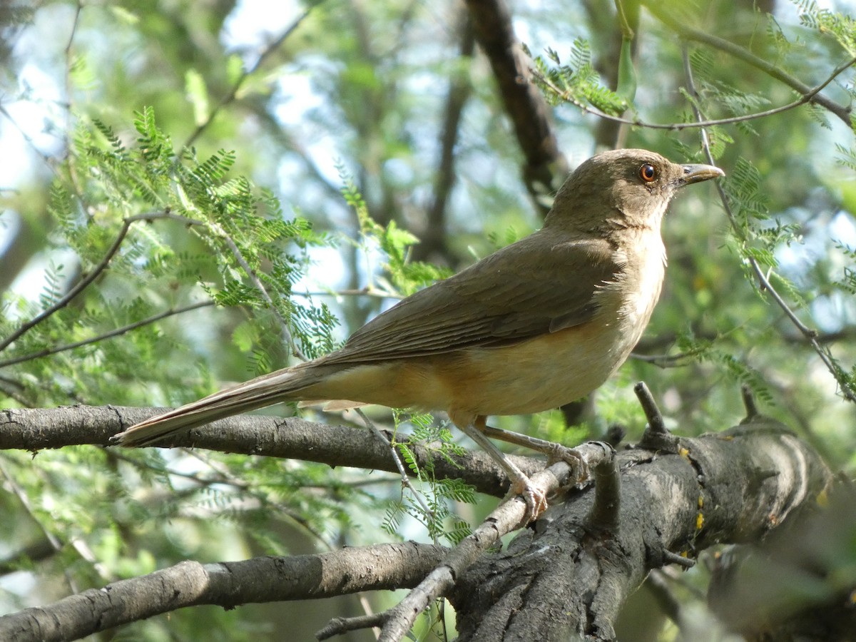 Clay-colored Thrush - ML617409881