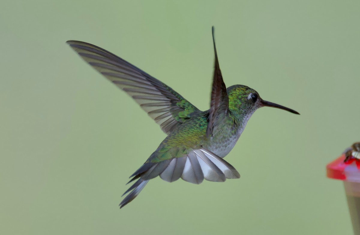kolibřík bělobřichý - ML617409888