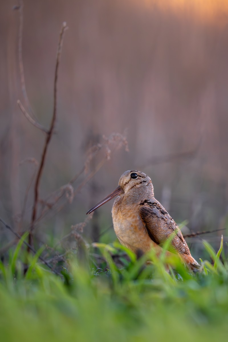 American Woodcock - ML617409914