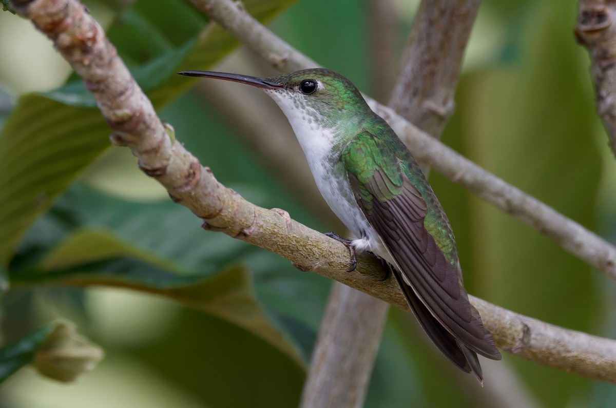 kolibřík bělobřichý - ML617409915