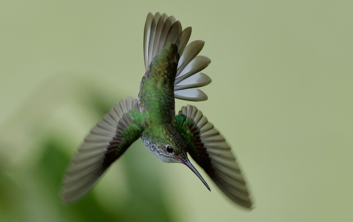 kolibřík bělobřichý - ML617409925