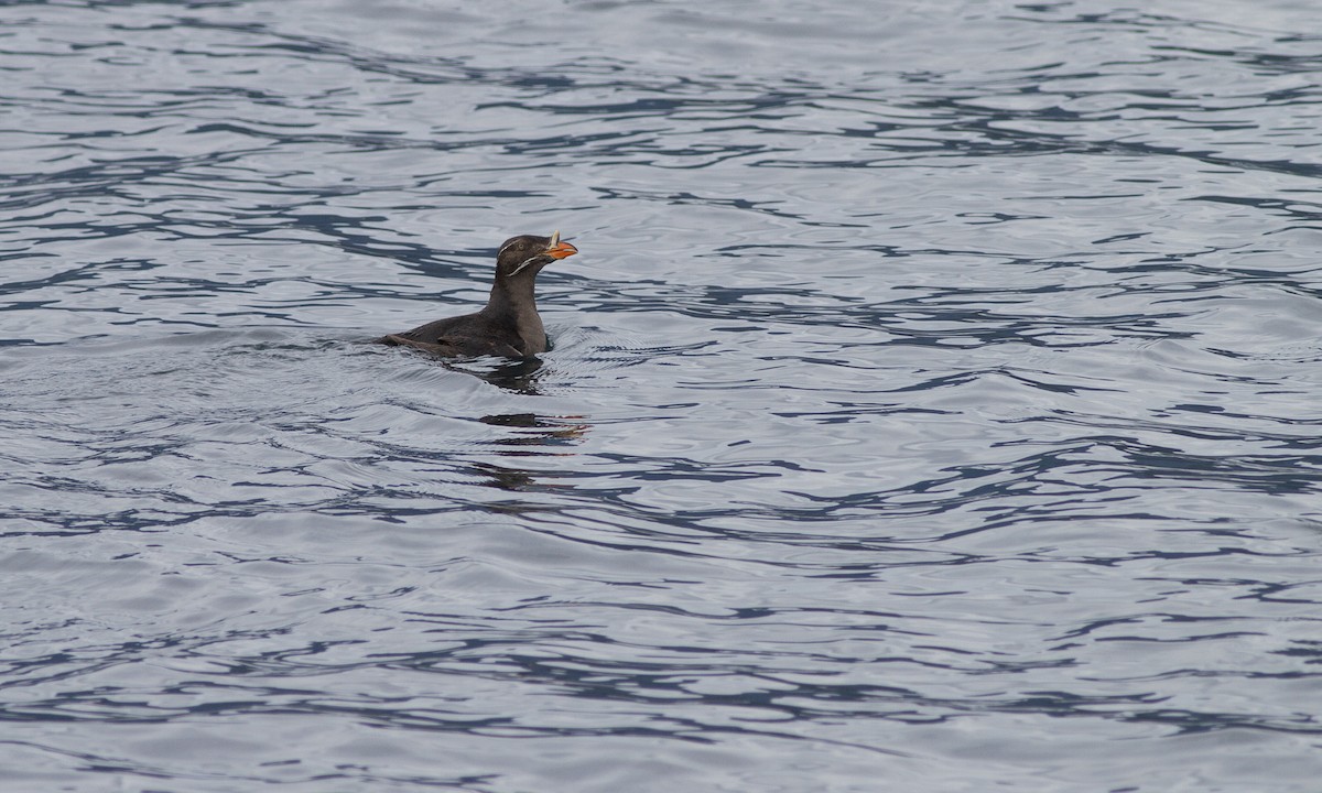 Rhinoceros Auklet - ML617409936