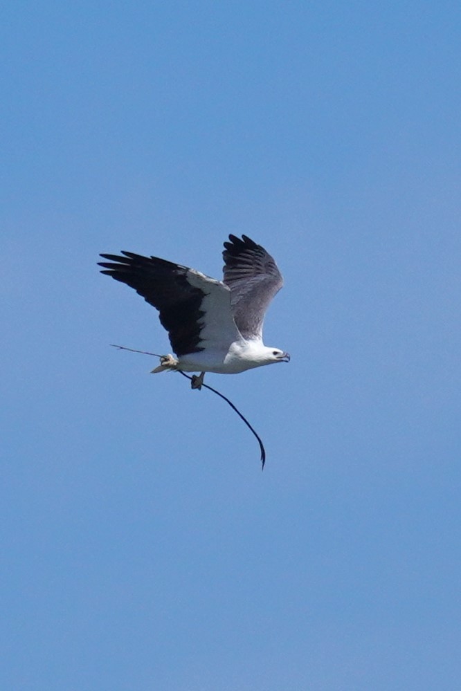 White-bellied Sea-Eagle - ML617409938