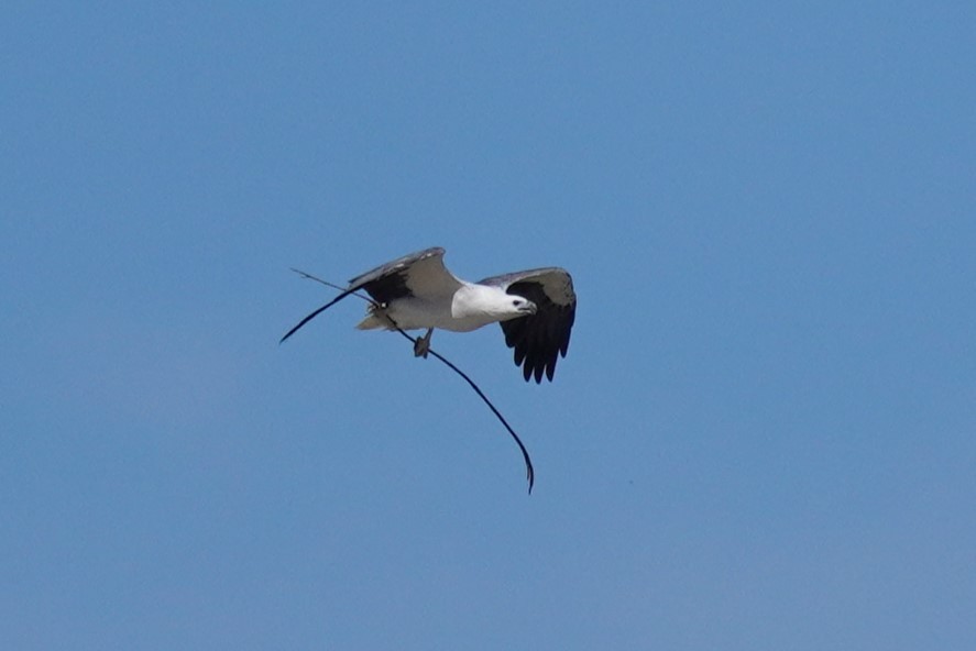 White-bellied Sea-Eagle - ML617409939