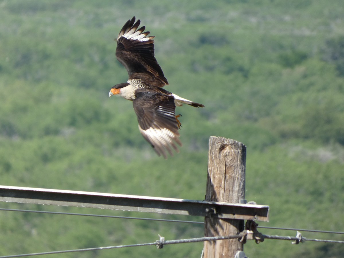 Crested Caracara - ML617409942