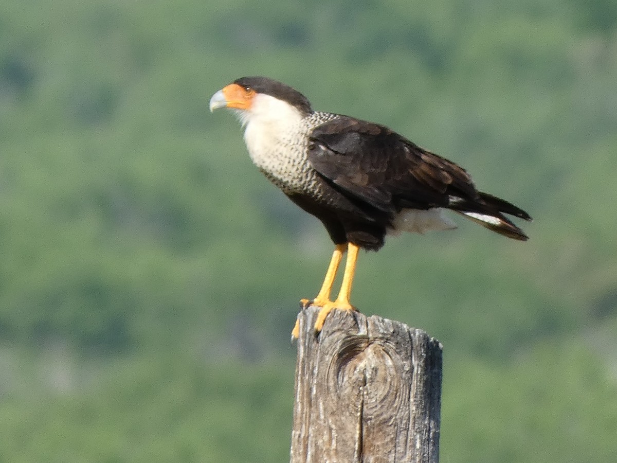 Crested Caracara - ML617409943