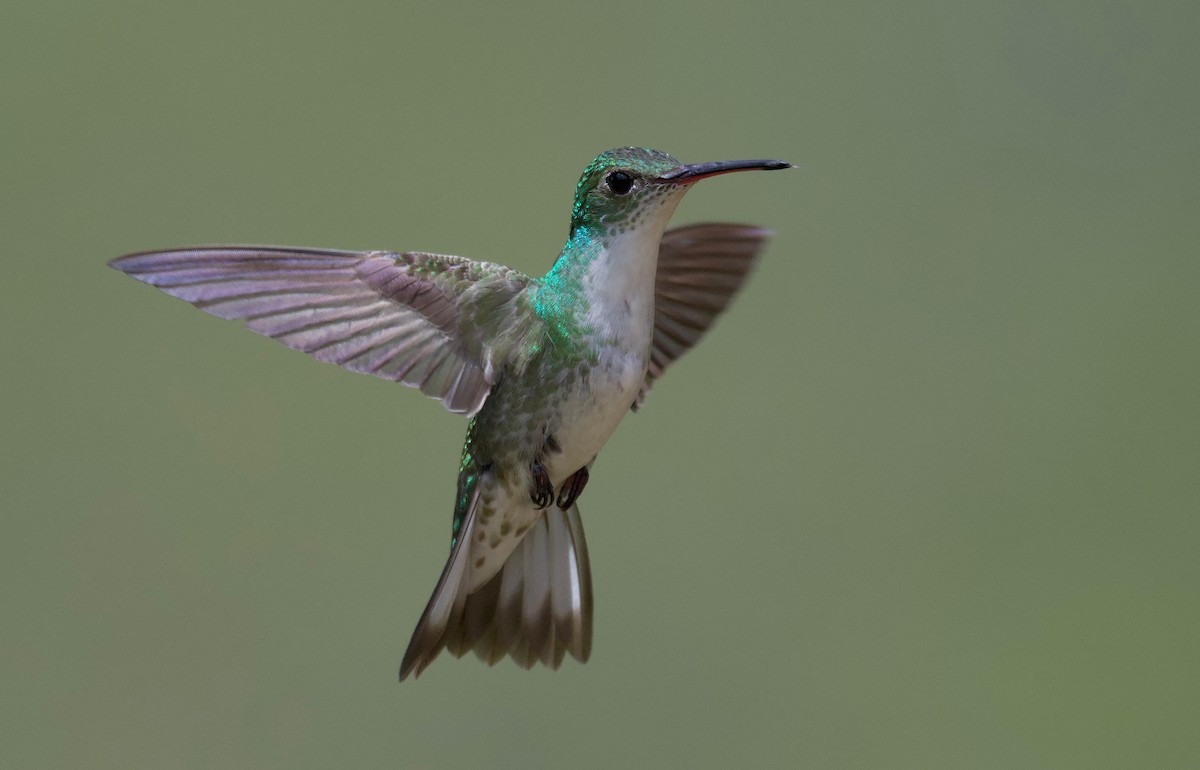 kolibřík bělobřichý - ML617409978