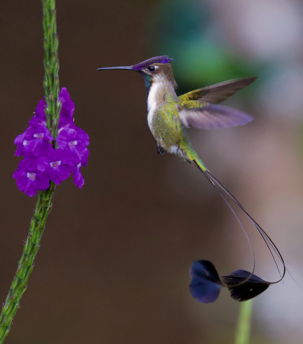 kolibřík podivuhodný - ML617409997