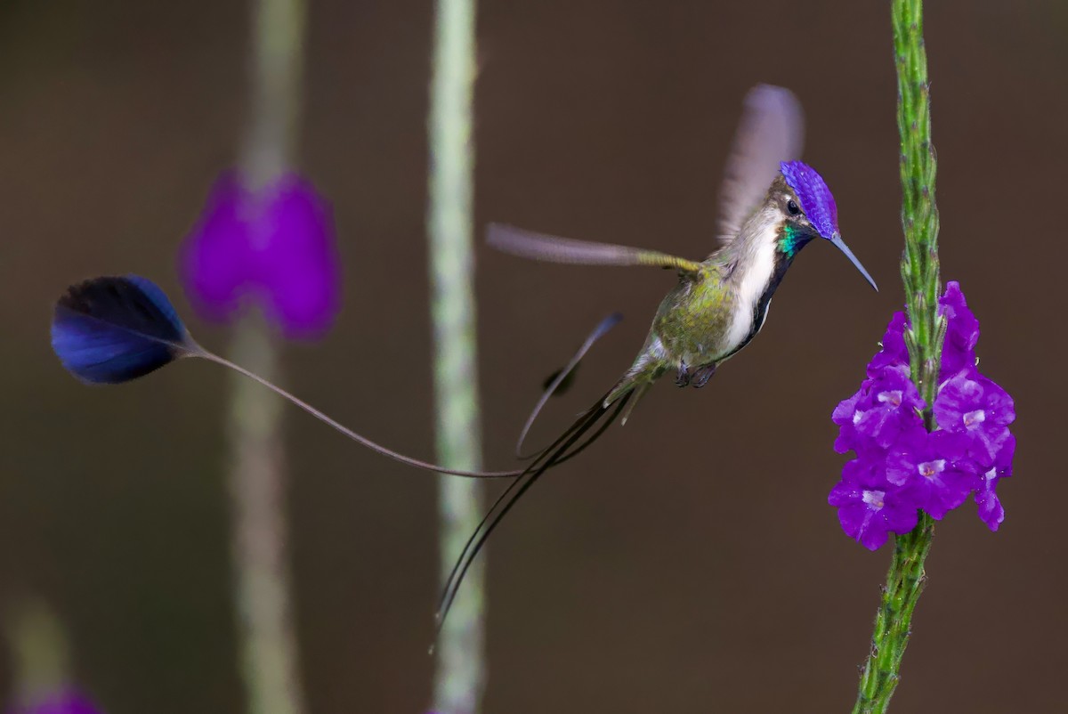 kolibřík podivuhodný - ML617409999