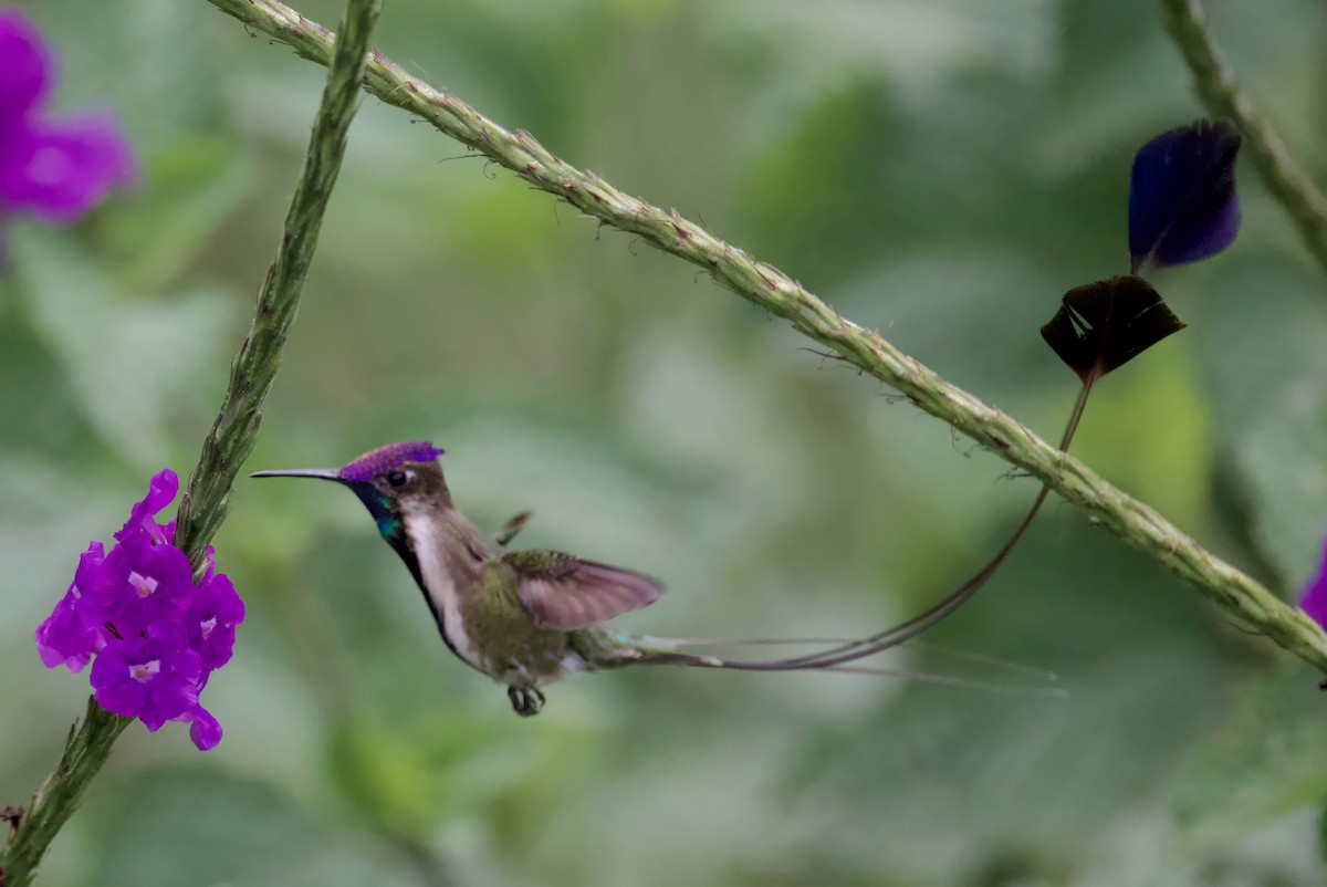 kolibřík podivuhodný - ML617410002