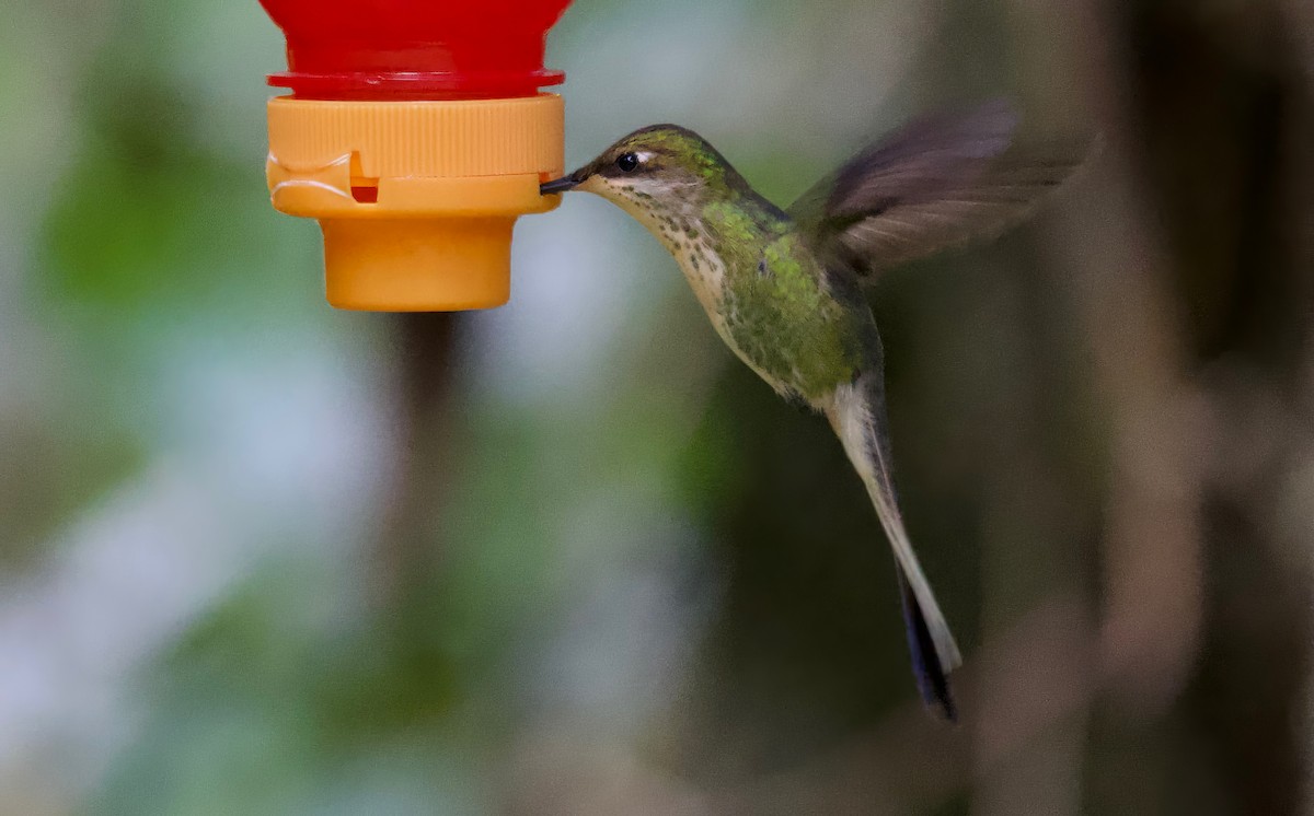 kolibřík podivuhodný - ML617410003