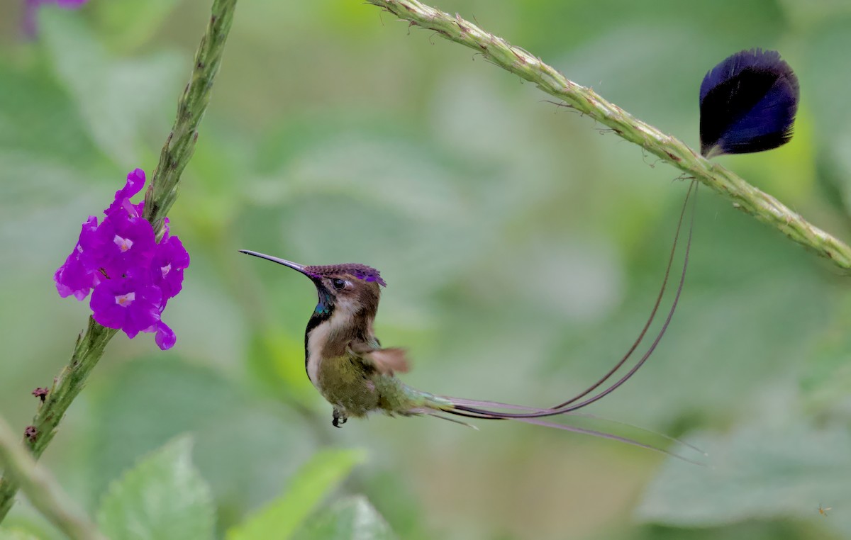 kolibřík podivuhodný - ML617410004