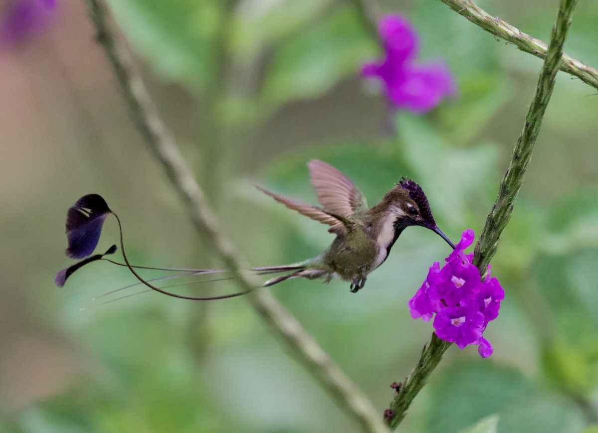 Marvelous Spatuletail - Ken Rosenberg