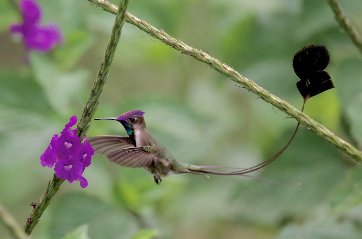 kolibřík podivuhodný - ML617410061