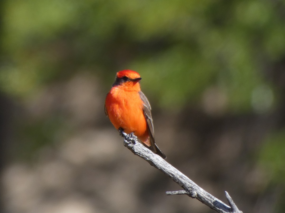 Vermilion Flycatcher - ML617410073