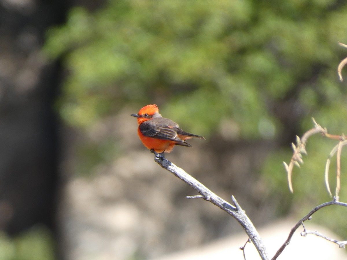 Vermilion Flycatcher - ML617410074