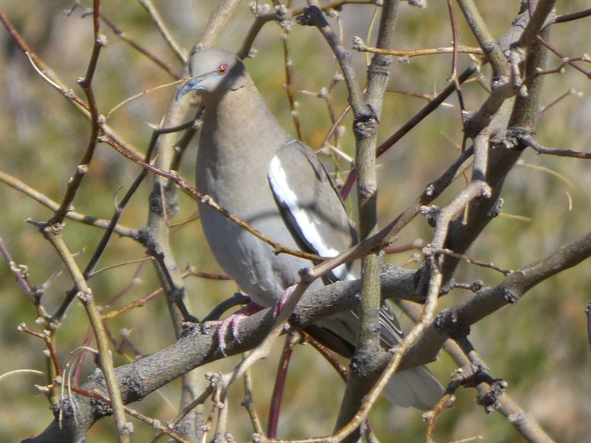 White-winged Dove - ML617410076