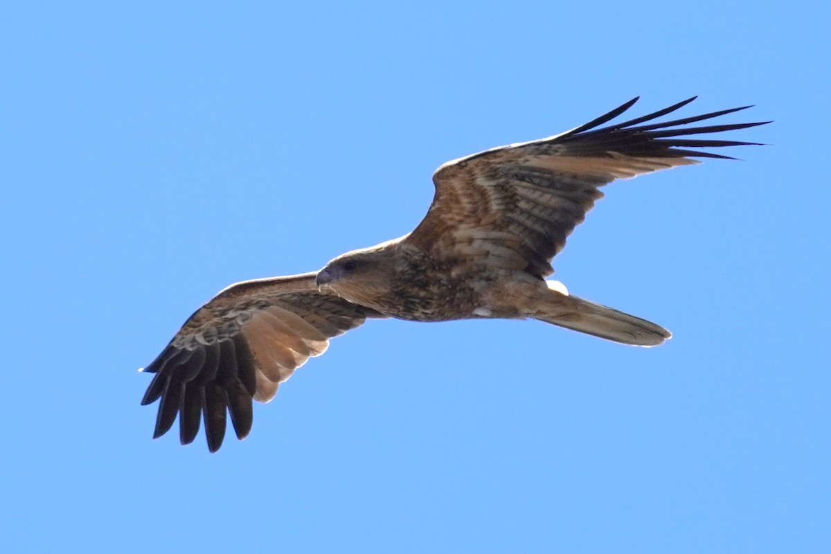 Whistling Kite - ML617410077