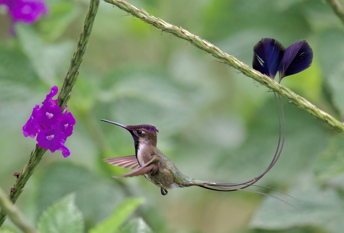 kolibřík podivuhodný - ML617410082