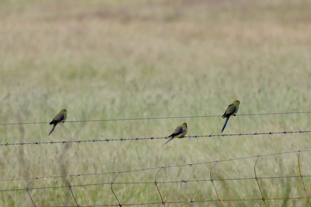 Blue-winged Parrot - ML617410091