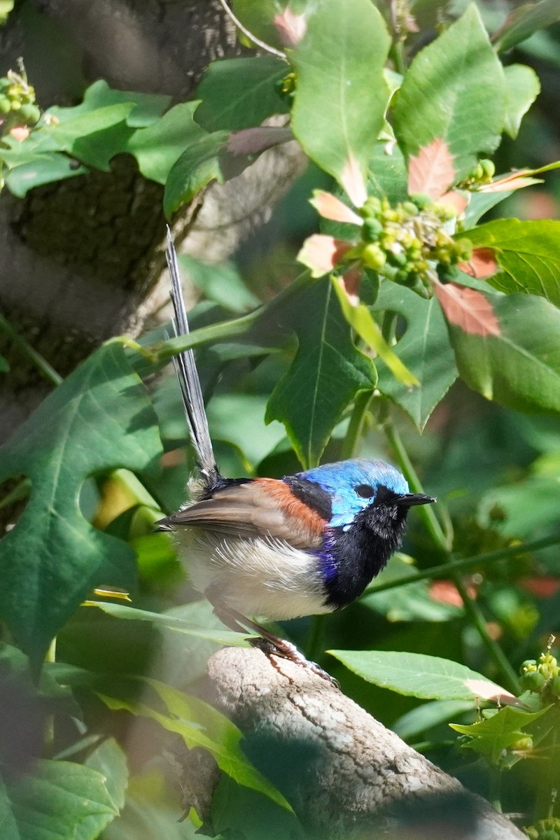 Variegated Fairywren - ML617410106