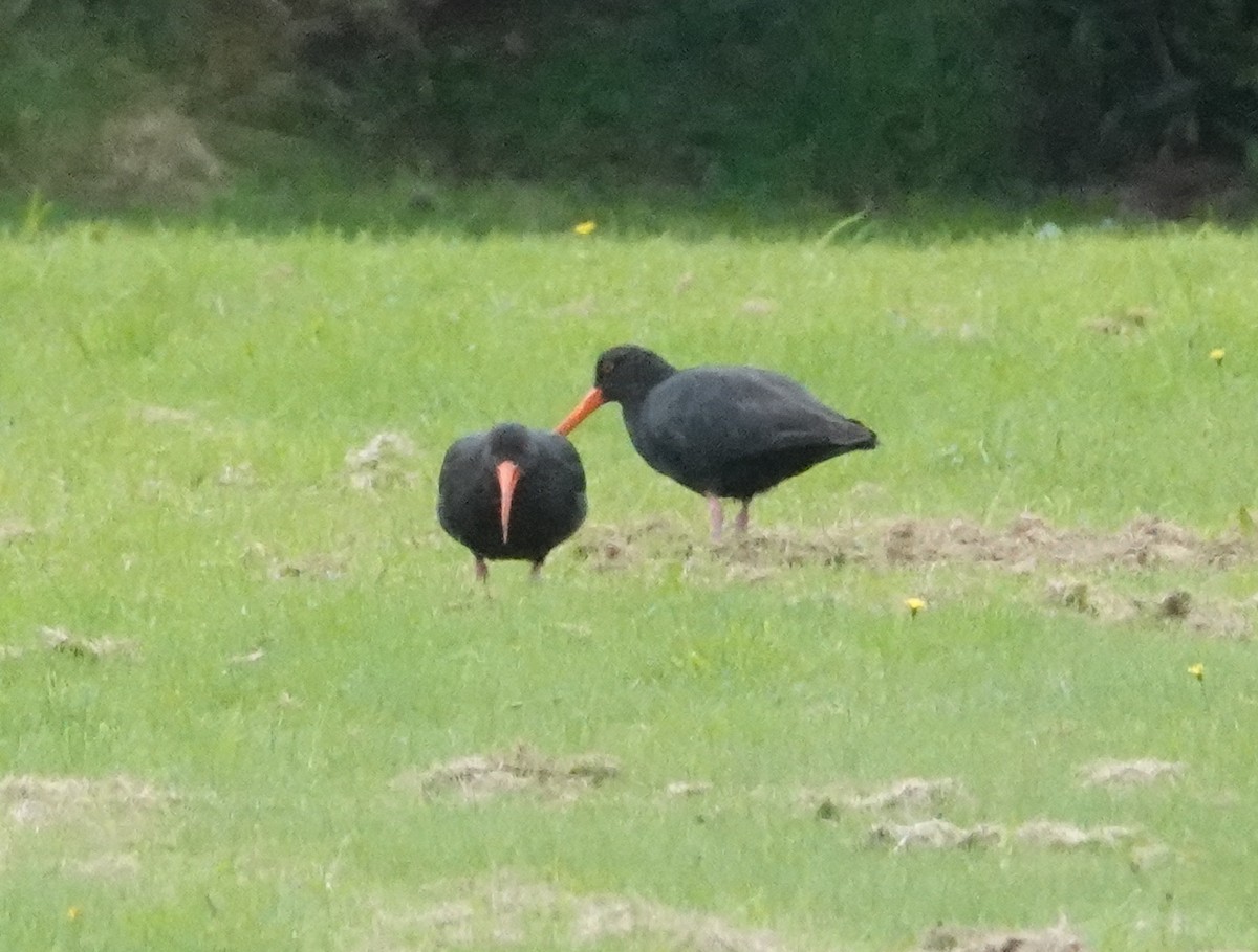 Variable Oystercatcher - ML617410142