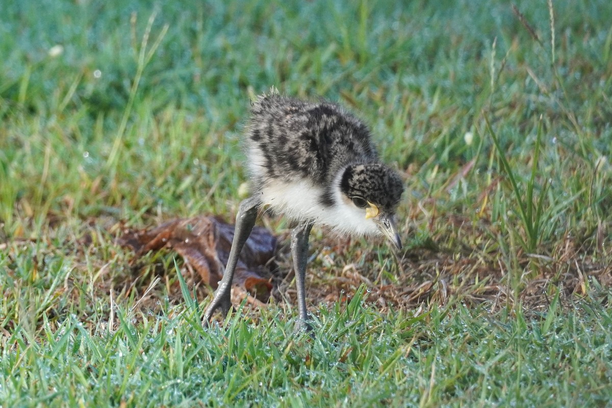 Masked Lapwing - ML617410154