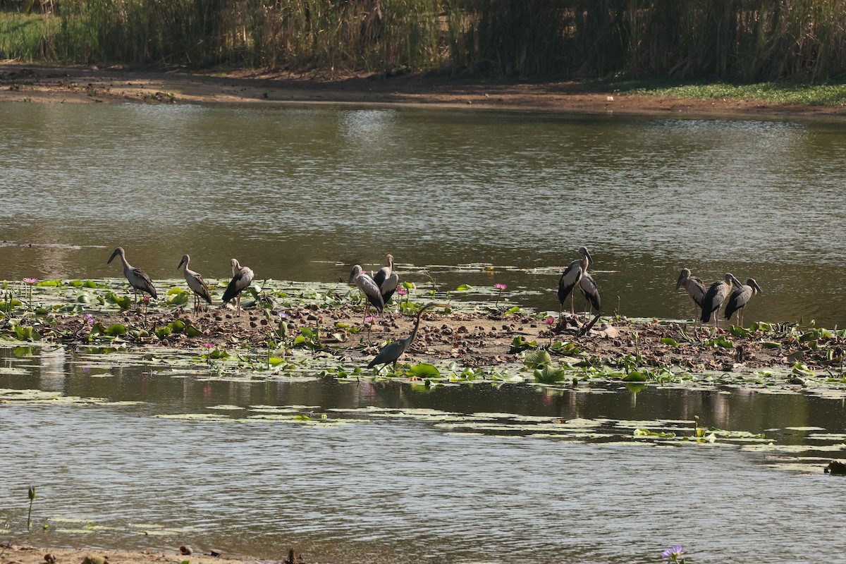 Asian Openbill - ML617410159