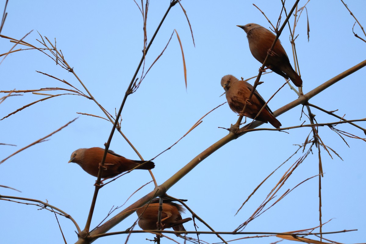 Chestnut-tailed Starling - ML617410162