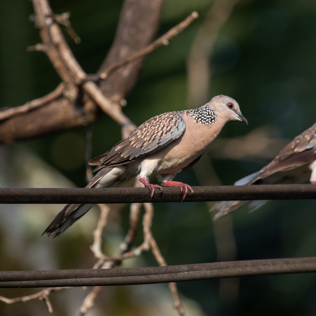 Spotted Dove - ML617410167