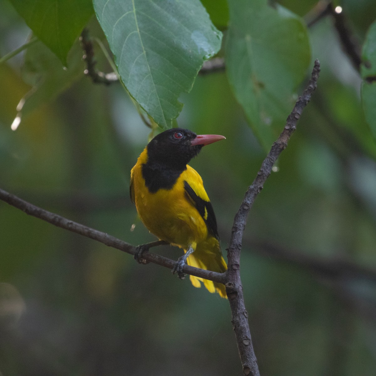 Black-hooded Oriole - ML617410172