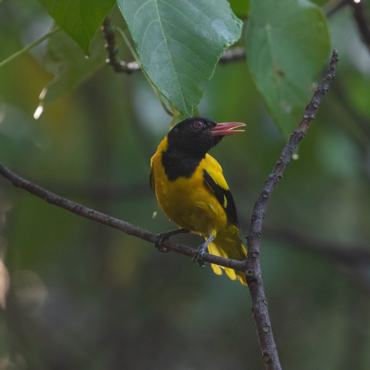 Black-hooded Oriole - ML617410173