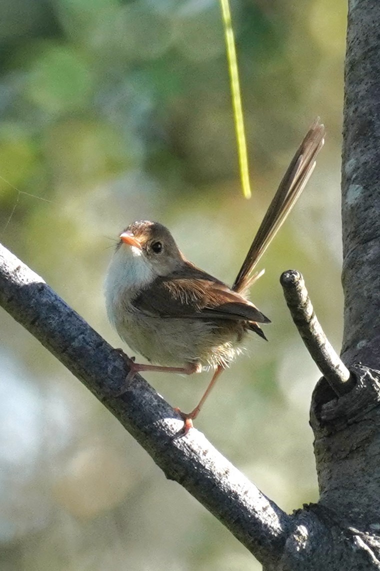 Red-backed Fairywren - ML617410177