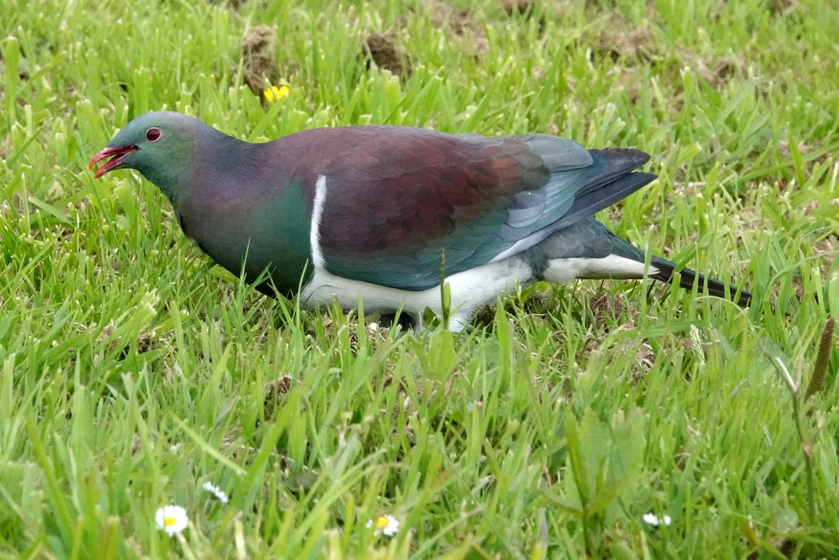 Carpophage de Nouvelle-Zélande - ML617410192