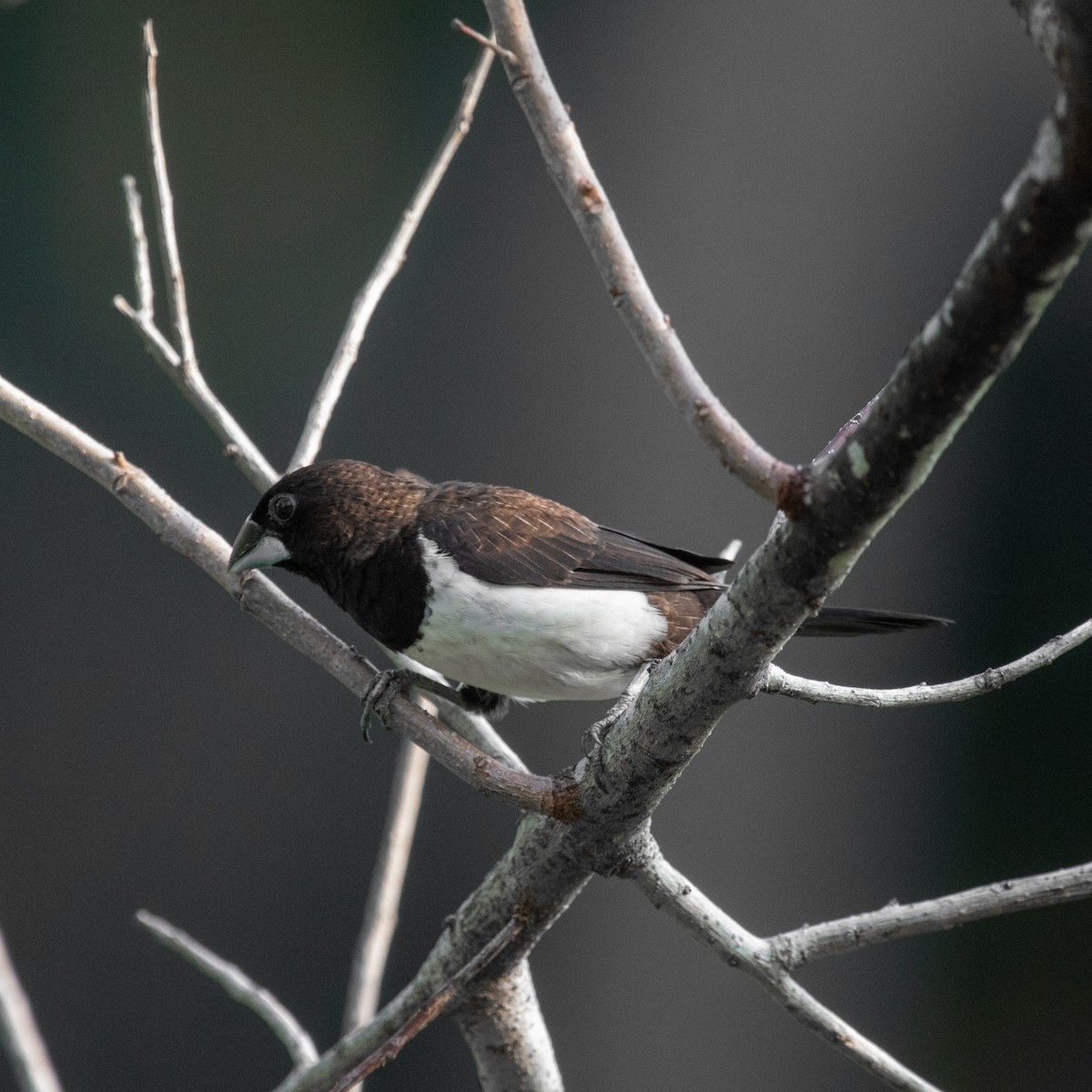 White-rumped Munia - ML617410195