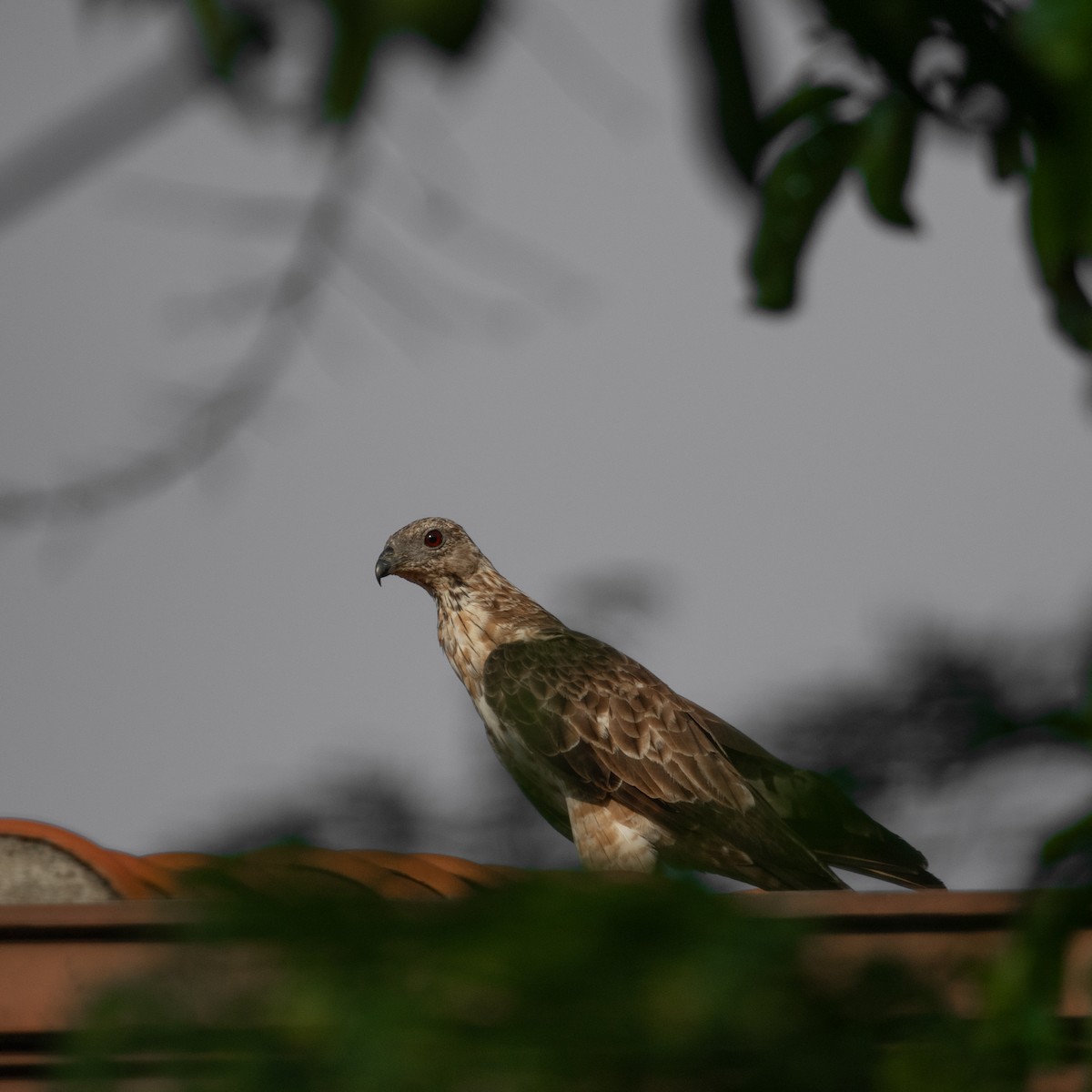 Oriental Honey-buzzard - ML617410204