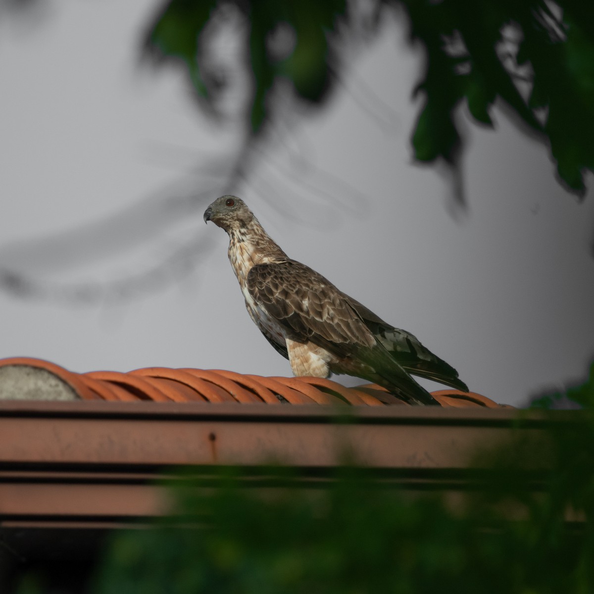 Oriental Honey-buzzard - ML617410205