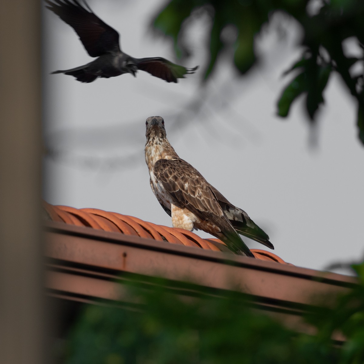 Oriental Honey-buzzard - ML617410206