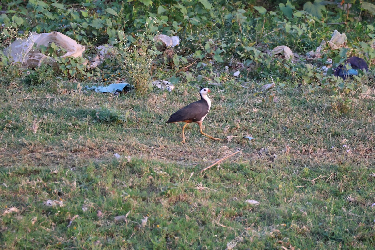 White-breasted Waterhen - ML617410234