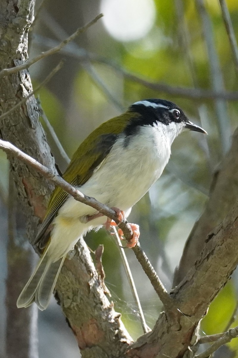 White-throated Honeyeater - Ellany Whelan