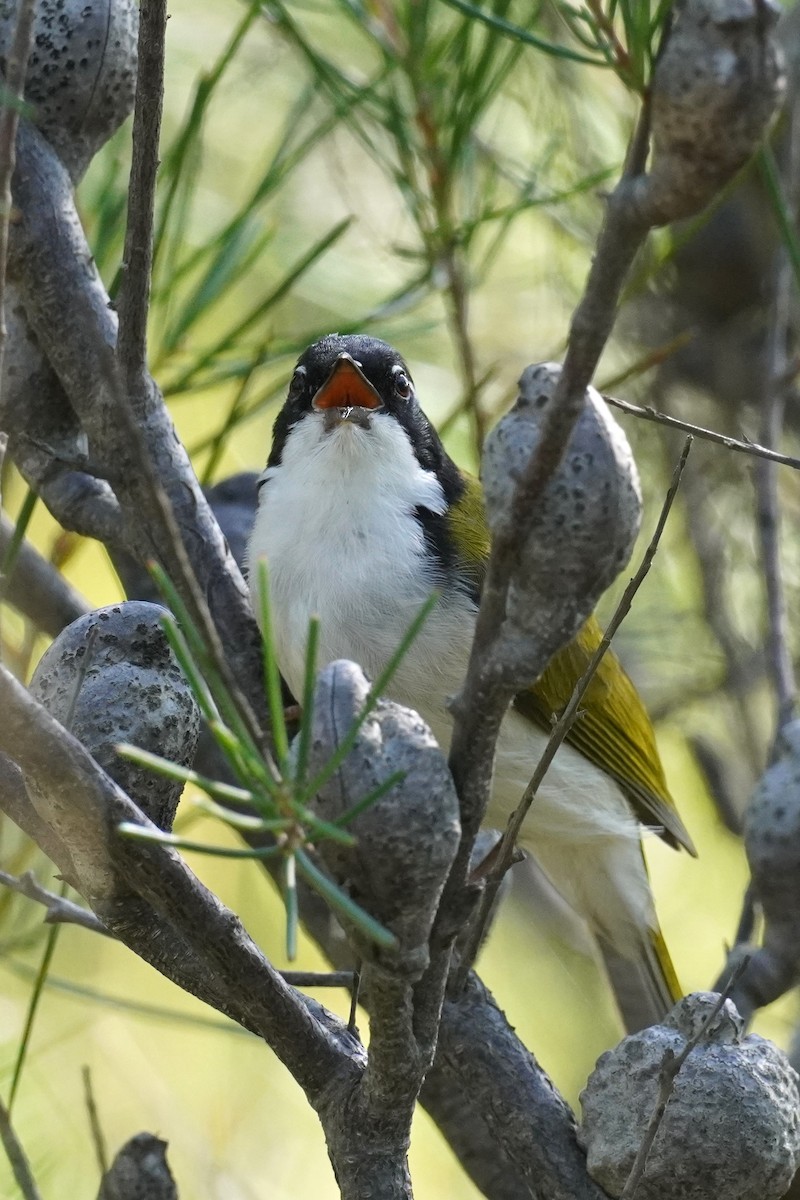 White-throated Honeyeater - Ellany Whelan